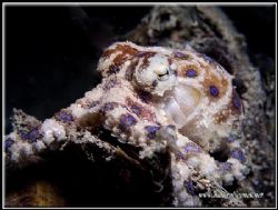 Blue ringed octopus. by Erika Antoniazzo 